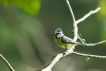 Oiseaux Mésange bleue (Cyanistes caeruleus)