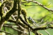 Oiseaux Mésange bleue (Cyanistes caeruleus)