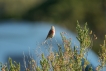 Oiseaux Linotte mélodieuse (Linaria cannabina)