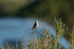 Oiseaux Linotte mélodieuse (Linaria cannabina)