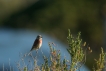 Oiseaux Linotte mélodieuse (Linaria cannabina)