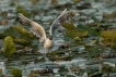 Oiseaux Mouette rieuse (Chroicocephalus ridibundus