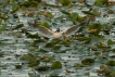  Mouette rieuse (Chroicocephalus ridibundus