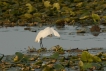 Oiseaux Aigrette garzette (Egretta garzetta)