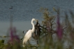 Oiseaux Grande aigrette (Egretta alba)