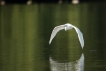 Oiseaux Grande aigrette (Ardea alba)