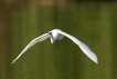 Oiseaux Grande aigrette (Ardea alba)