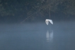 Oiseaux Grande aigrette (Egretta alba)