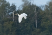 Oiseaux Grande aigrette (Ardea alba)