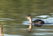 Oiseaux Grèbe castagneux