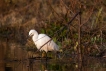 Oiseaux Aigrette garzette (Egretta garzetta)