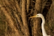 Oiseaux Grande aigrette (Ardea alba)