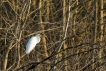 Oiseaux Grande aigrette (Ardea alba)