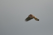 Oiseaux Faucon crécerelle en saint-esprit ( stationnaire )