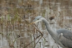 Oiseaux heron cendrè ( à la pêche )