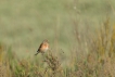 Oiseaux Linotte mélodieuse (Linaria cannabina)