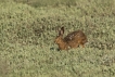 Mammifères Lièvre brun (Lepus europaeus)