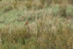 Oiseaux Linotte mélodieuse (Linaria cannabina)