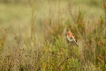 Oiseaux Linotte mélodieuse (Linaria cannabina)