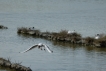 Oiseaux Mouette rieuse