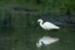 Oiseaux Aigrette garzette (Egretta garzetta)