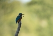 Oiseaux Martin pêcheur d\'Europe (Alcedo atthis)