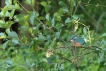 Oiseaux Martin pêcheur d\'Europe (Alcedo atthis)