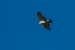 Oiseaux Circaète Jean-le-Blanc (Circaetus gallicus)