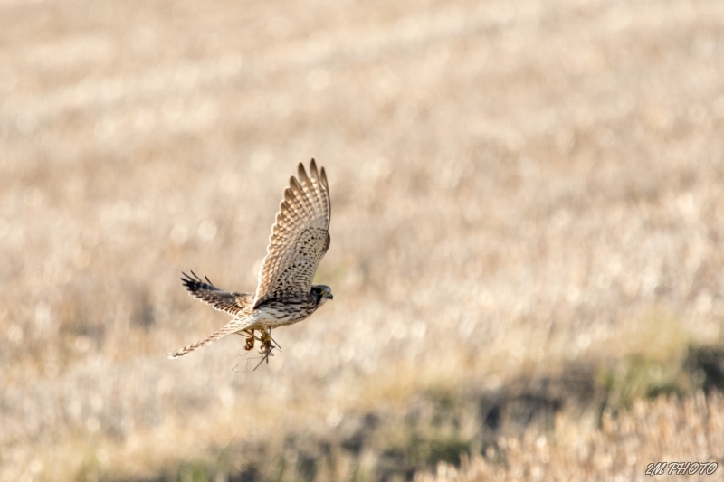 Photo Oiseaux Faucon crécerelle