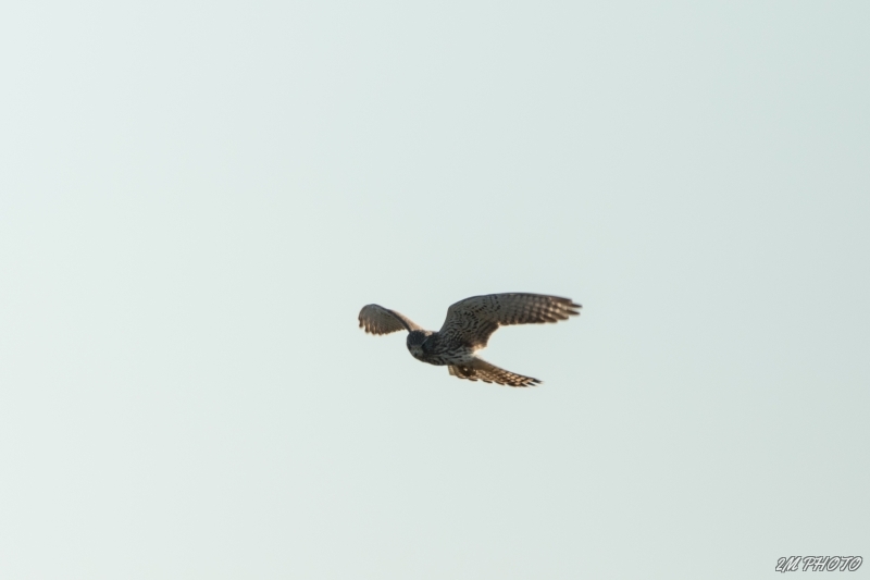 Photo Oiseaux Faucon crécerelle en saint-esprit ( stationnaire )