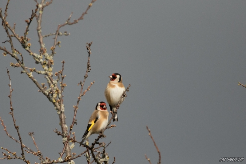 Photo Oiseaux Chardonneret élégant (Carduelis carduelis)