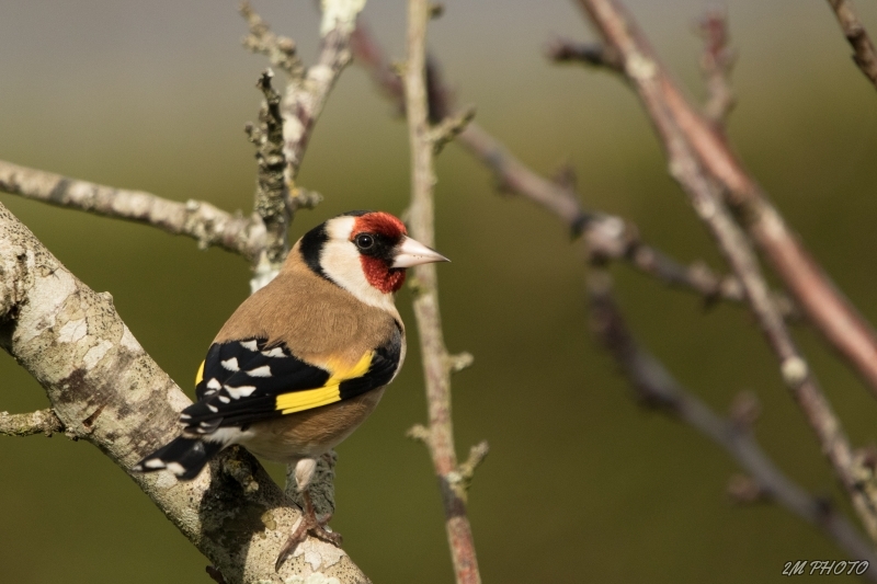 3X4A0358-4.jpg Chardonneret élégant (Carduelis carduelis)