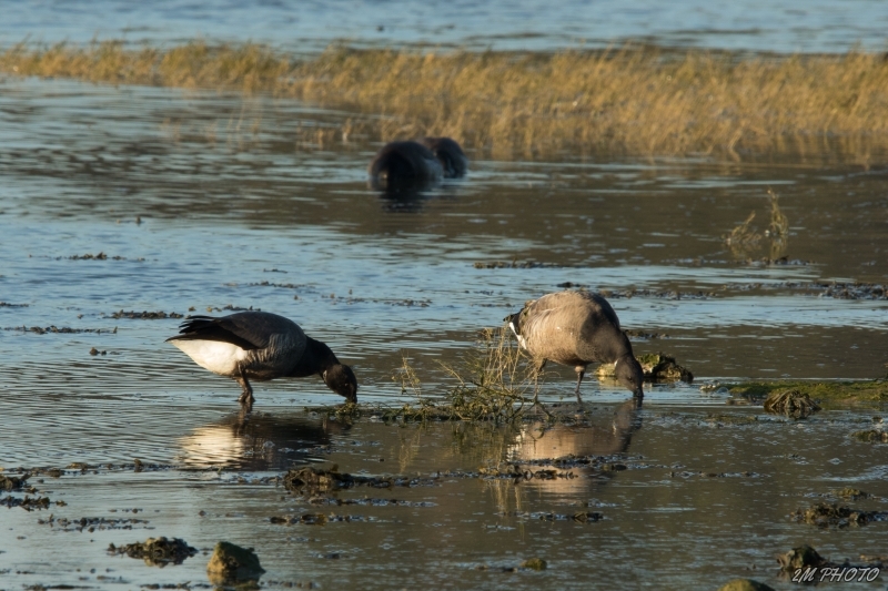 Photo Oiseaux Bernache cravant