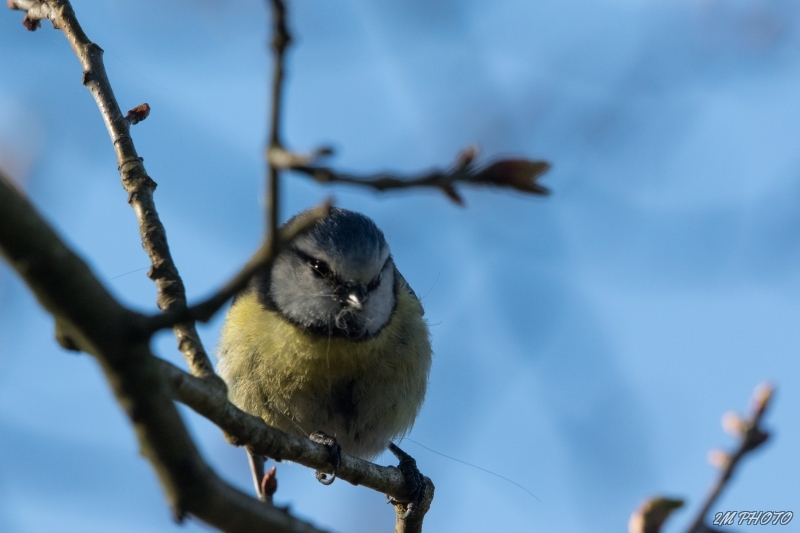 Photo Oiseaux Mésange bleue (Cyanistes caeruleus)