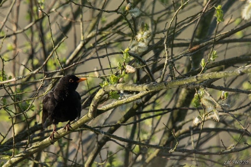 Photo Oiseaux Merle noir (Turdus merula  (esuriens :) ) )