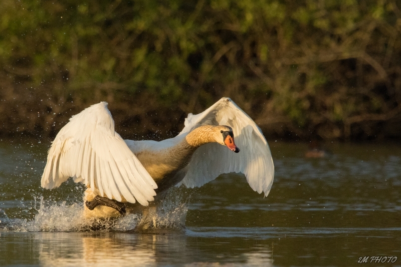 Photo Oiseaux Cygne tuberculé