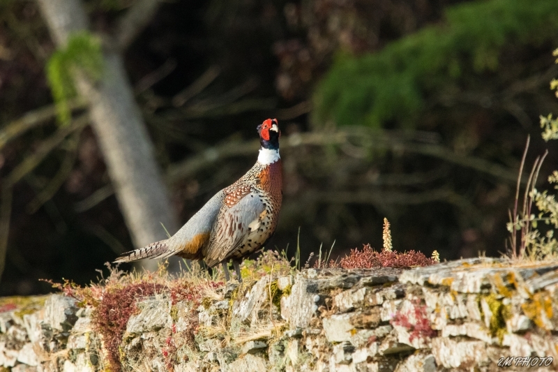 Photo Oiseaux Faisan de Colchide ( Phasianus colchicus ) .