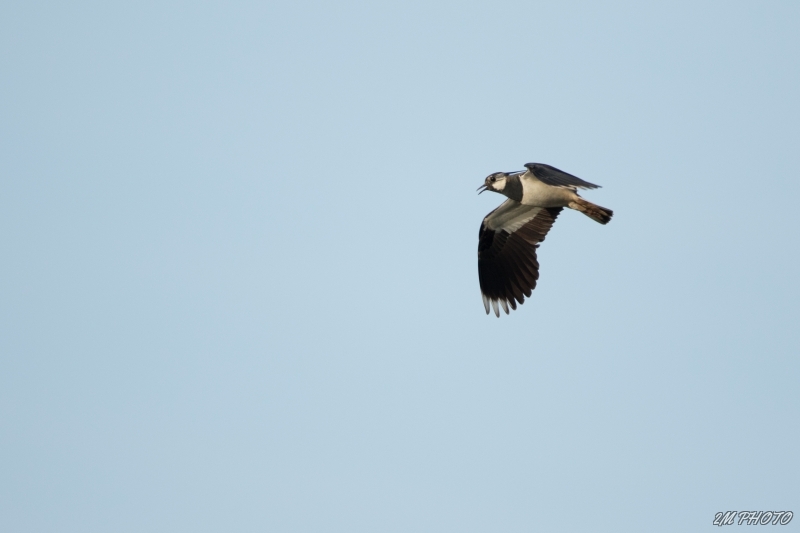 Photo Oiseaux Vanneau Huppé (Vanellus vanellus)