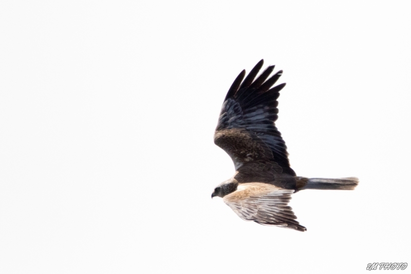 Photo Oiseaux Busard des roseaux (Circus aeruginosus)