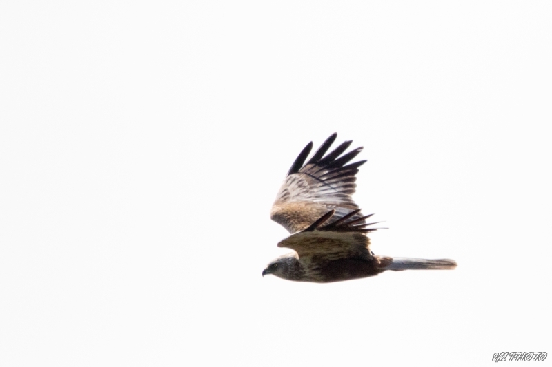 Photo Oiseaux Busard des roseaux (Circus aeruginosus)