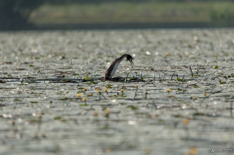 Photo Oiseaux Grèbe huppé