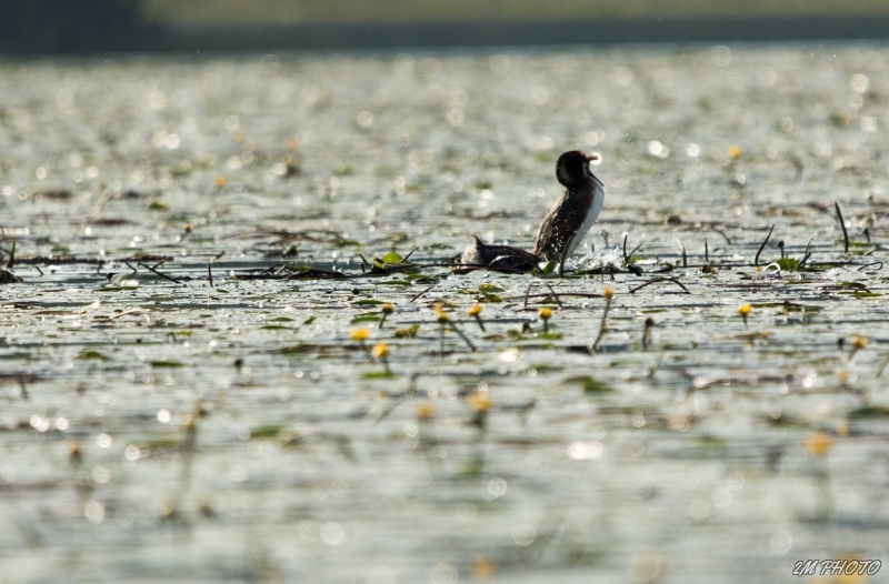 Photo Oiseaux Grèbe huppé