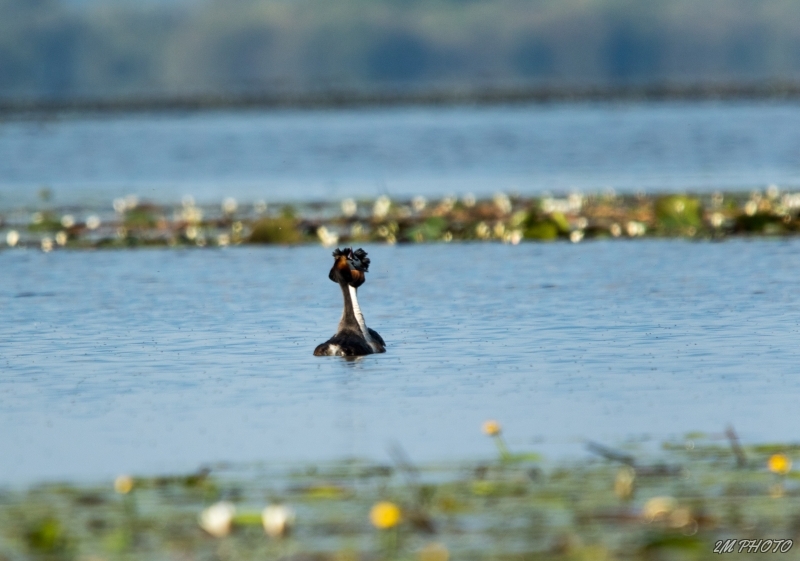 Photo Oiseaux Grèbe huppé