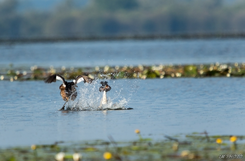 Photo Oiseaux Grèbe huppé