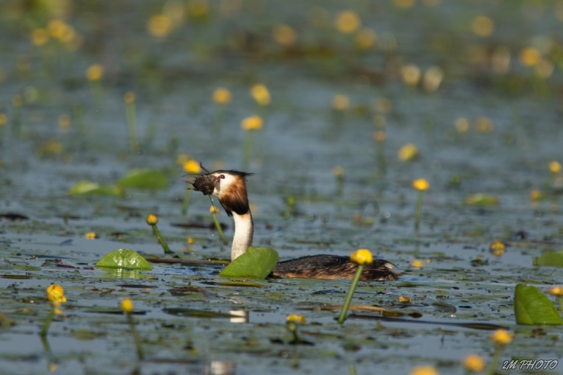 Photo Oiseaux Grèbe huppé avec son  repas