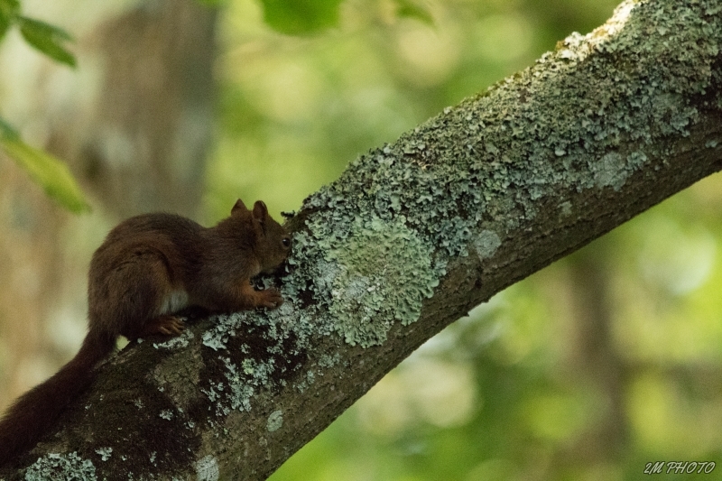 Photo Mammifères écureuil roux