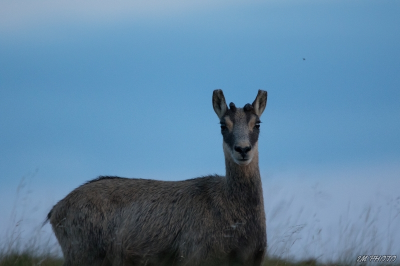 Photo Mammifères Chamois (Rupicapra rupicapra)