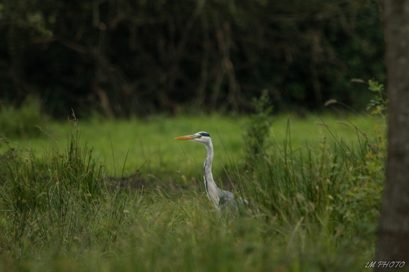 Photo Oiseaux