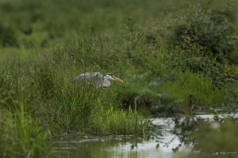 Photo Oiseaux