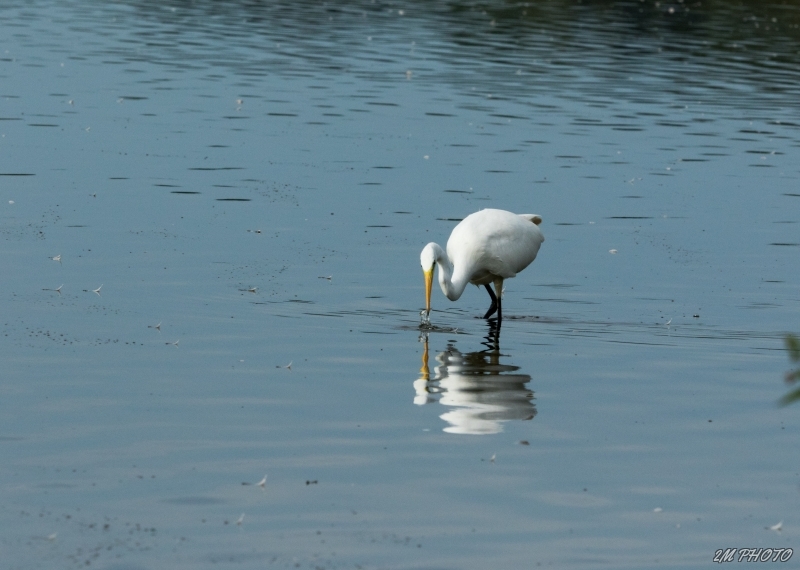 Photo Oiseaux